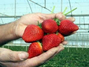 ANTALYA'DA ŞEFTALİ TADINDA ÇİLEK YETİŞTİRİLDİ
